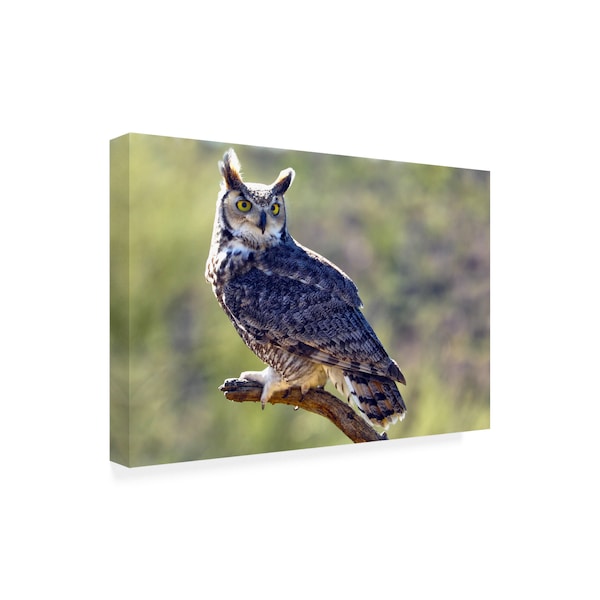 Mitch Catanzaro 'Great Horned Owl On A Perch' Canvas Art,12x19